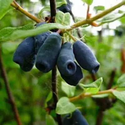 Жимолость съедобная ВОЛХОВА в Речице