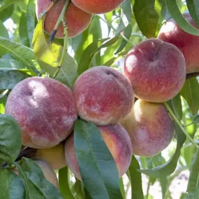 Персик ЗАРМЕНЮ в Речице