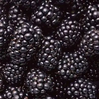 Ежевика ОРКАН бесшипная  в Речице