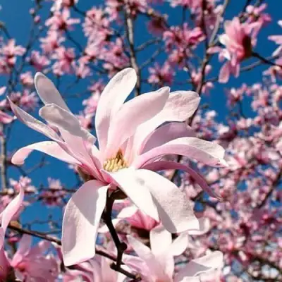 Магнолия РОЗЕЯ в Речице