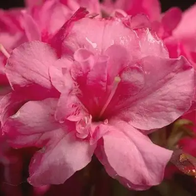 Азалия РОКОКО японская в Речице