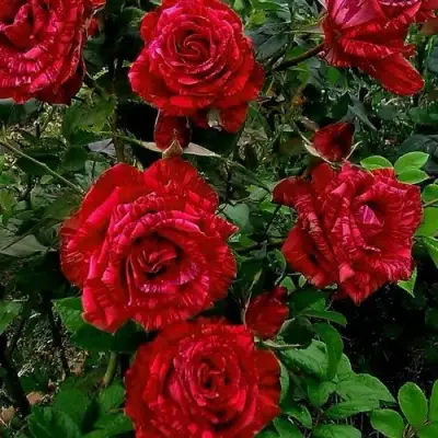 Роза РЕД ИНТУИШН чайно-гибридная в Речице