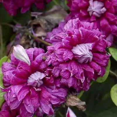 Клематис ПУРПУРЕА ПЛЕНА ЭЛЕГАНС в Речице