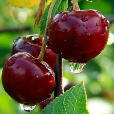 Вишня ЛАСУХА в Речице