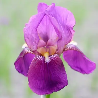 Ирис ИМПЕРАТОР бородатый в Речице