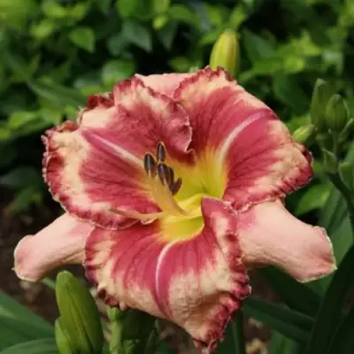 Лилейник АУТСТАНДИНГ гибридный в Речице