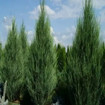 Можжевельник СКАЙРОКЕТ  скальный в Речице