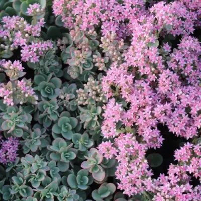 Очиток (седум) САНСПАРКЛЕР ЛАЙМ ЗИНГЕР в Речице