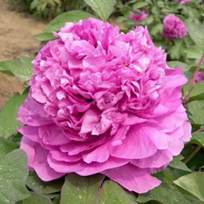 Пион ОРНАМЕНТ древовидный в Речице