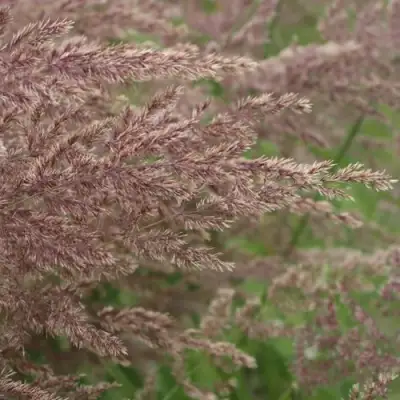 Вейник КАРЛ ФОРСТЕР остроцветковый в Речице