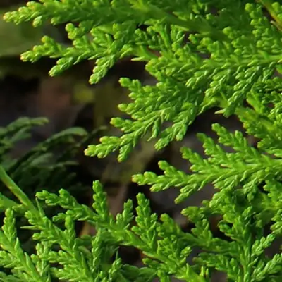 Туя восточная в Речице