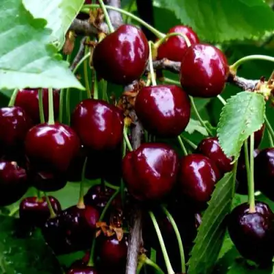 Черешня РЕВНА в Речице