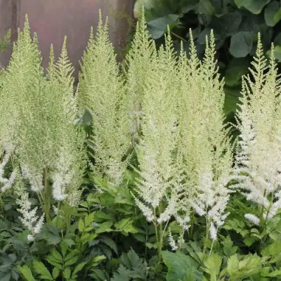 Астильба ДИАМАНТ Арендса в Речице