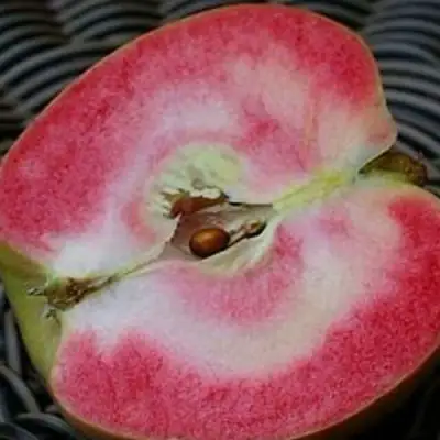 Яблоня ПИНК ПЕРЛ в Речице