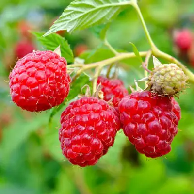 Малина РУБИФОЛ в Речице