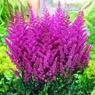Астильба ПЕПЛ РЕЙН гибридная в Речице