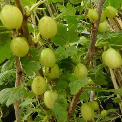 Крыжовник ИНВИКТА в Речице