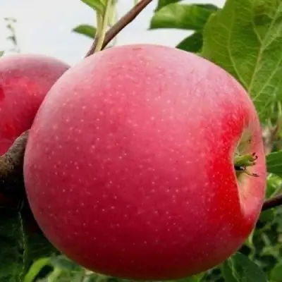 Яблоня АЙДАРЕД в Речице