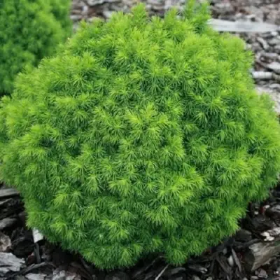 Ель АЛЬБЕРТА ГЛОБ сизая в Речице