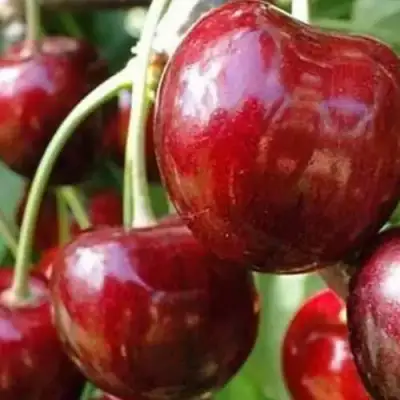 Черешня ВАСИЛИСА в Речице