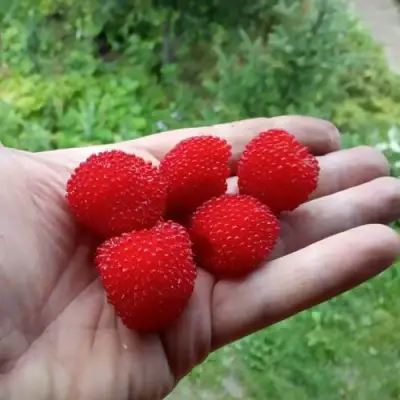 Малина ТИБЕТСКАЯ (РОЗОЛИСТНАЯ) в Речице