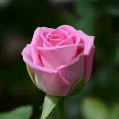 Роза АКВА чайно-гибридная в Речице