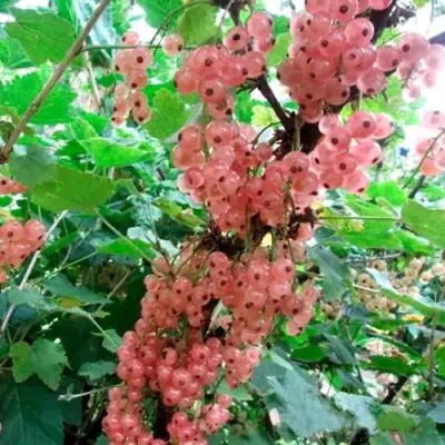 Смородина белая ПРЫГАЖУНЯ (РОЗОВАЯ) в Речице