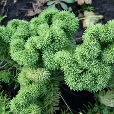 Очиток (седум) КРИСТАТУМ отогнутый в Речице