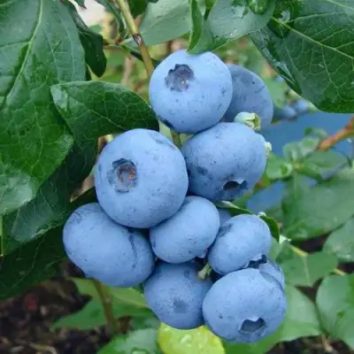 Голубика ТОРО в Речице