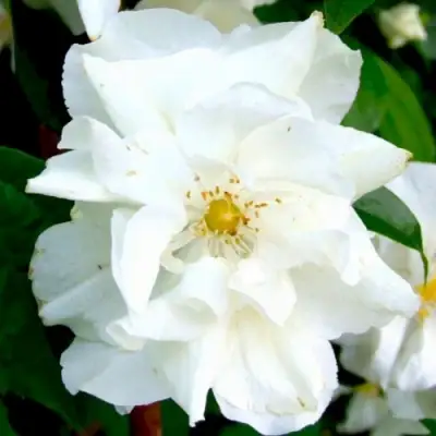 Жасмин РОЗАЦЕ в Речице