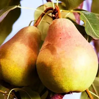 Груша СЛАДКАЯ ИЗ МЛИЕВА в Речице