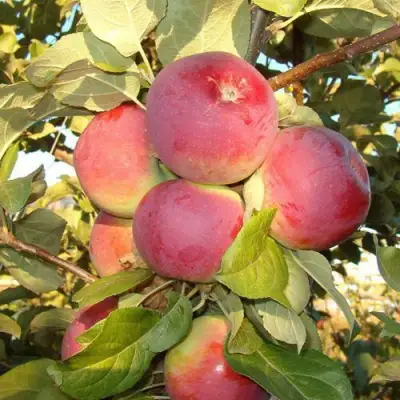 Яблоня ОРЛИК в Речице