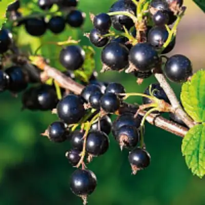 Смородина чёрная ЦЕРЕРА в Речице