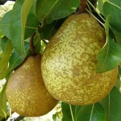 Груша ГЕНЕРАЛ ЛЕКЛЕРК в Речице