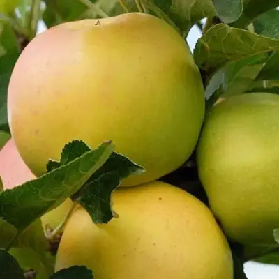 Яблоня БАНАНОВОЕ в Речице