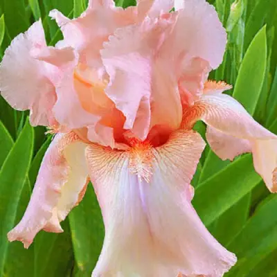 Ирис ПАТИ ДРЕСС бородатый в Речице