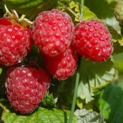 Малина ПРИМАРА в Речице