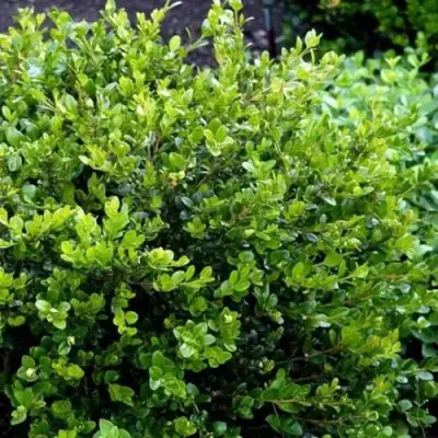 Самшит ФОЛКНЕР в Речице