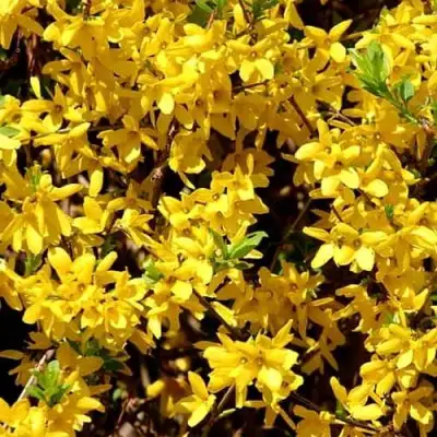 Форзиция ЛЕДНОГОРА промежуточная в Речице