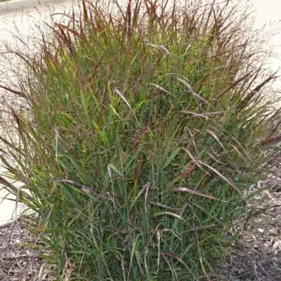 Просо ШЕНАНДО прутьевидное в Речице