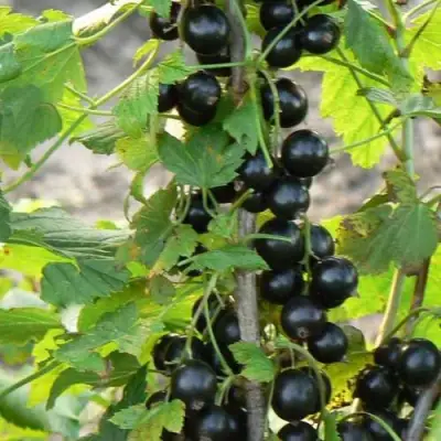 Смородина чёрная ДАБРАДЗЕЯ в Речице