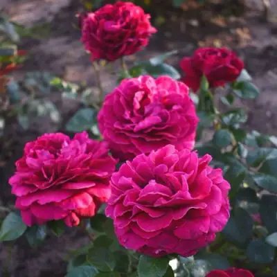 Роза БЕЛЬВЬЮ чайно-гибридная в Речице