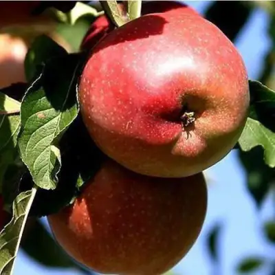 Яблоня АНТЕЙ КИЕВСКИЙ колонновидная в Речице