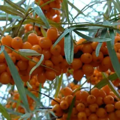 Облепиха БОТАНИЧЕСКАЯ в Речице