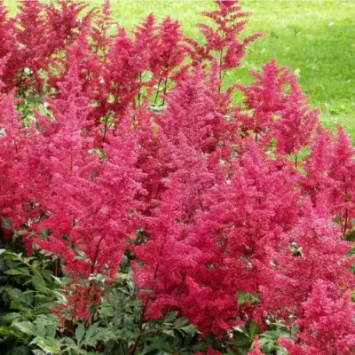 Астильба СКАЙСКРЕЙПЕР китайская в Речице