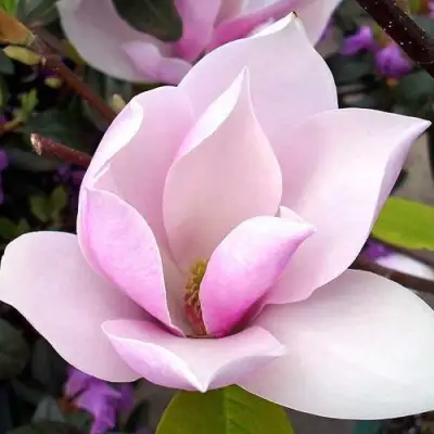 Магнолия АЛЕКСАНДРИНА  в Речице