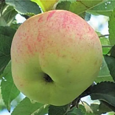 Яблоня ЛЕТНЕЕ СЛАДКОЕ в Речице