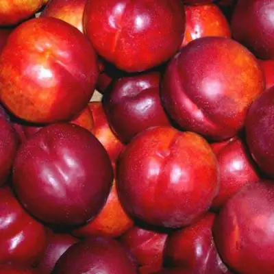 Нектарин МЕДВЕДЕВСКИЙ в Речице