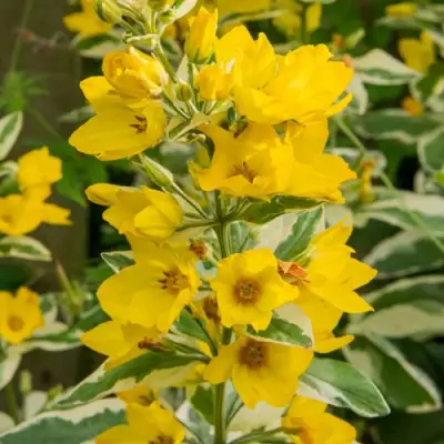 Вербейник АЛЕКСАНДР точечный в Речице