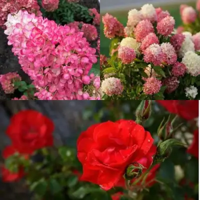 Комплект РОЗОВЫЙ ЗАКАТ в Речице